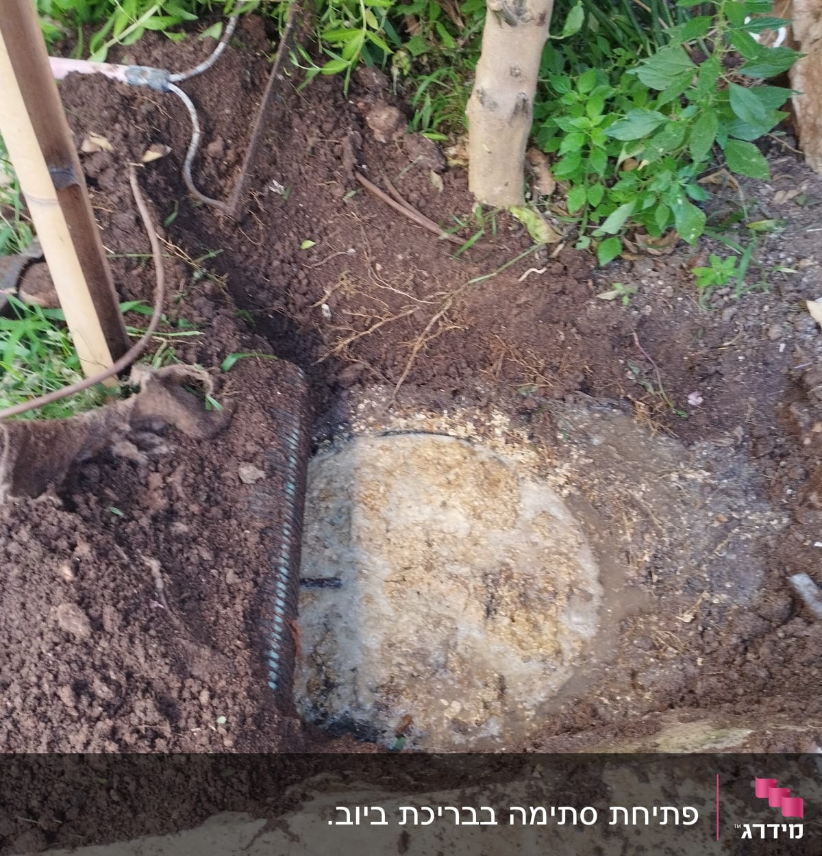 אדמה חפורה עם צינור חשוף ועץ קטן